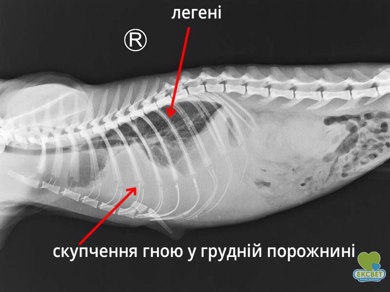 Піоторакс у кота - так виглядає скупчення гною у грудній порожнині