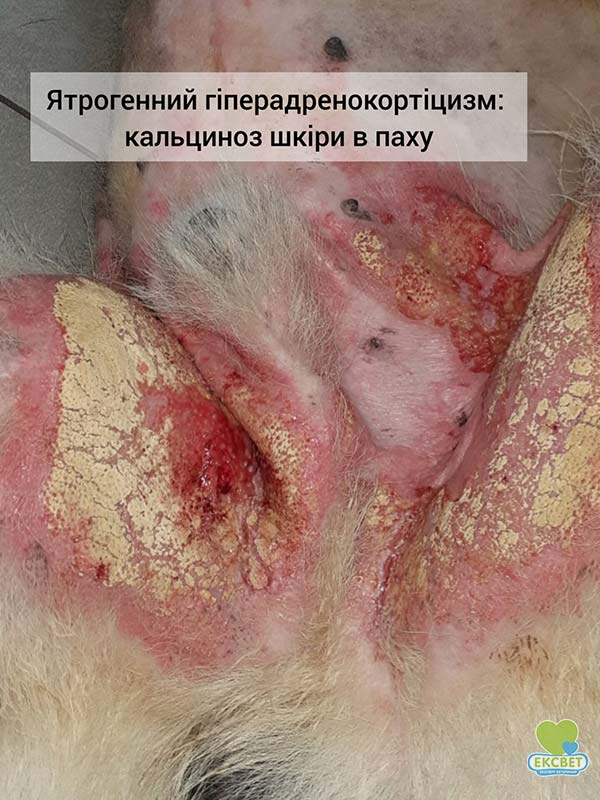 Кальциноз шкіри в паху собаки - ятрогенний гіперадренокортицизм