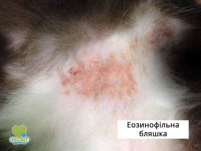 Еозинофільна бляшка у кота