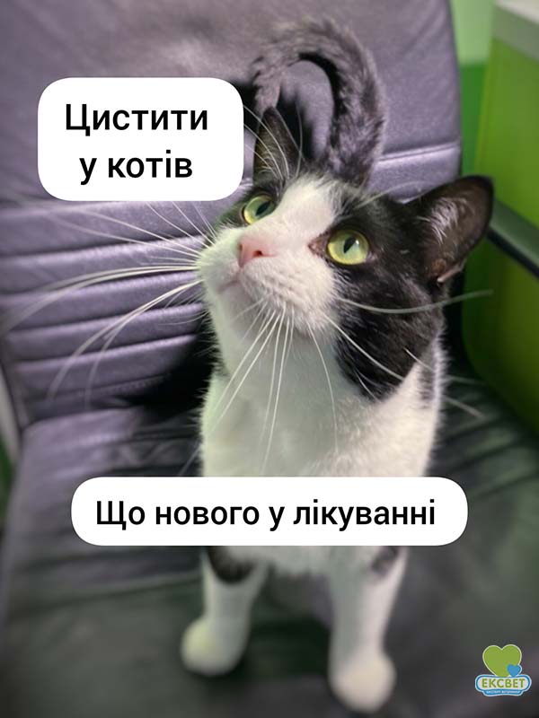 Лікування ідіопатичного циститу у котів - що нового