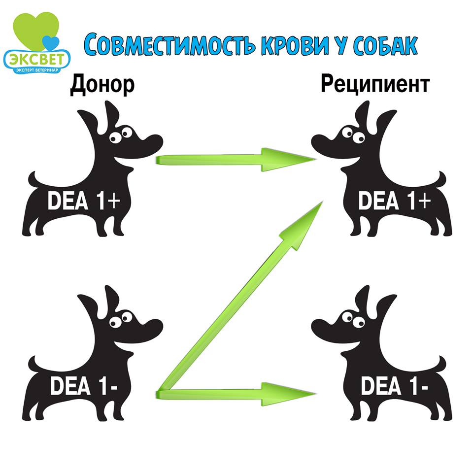 Сумісність груп крові собак