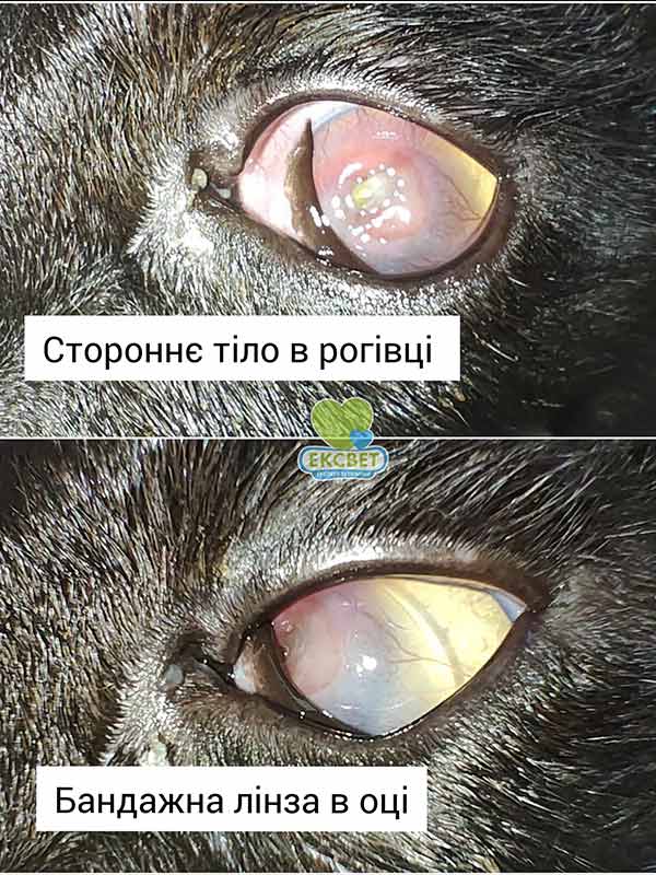 око кота - стороннє тіло в рогівці, накладання бандажної лінзи