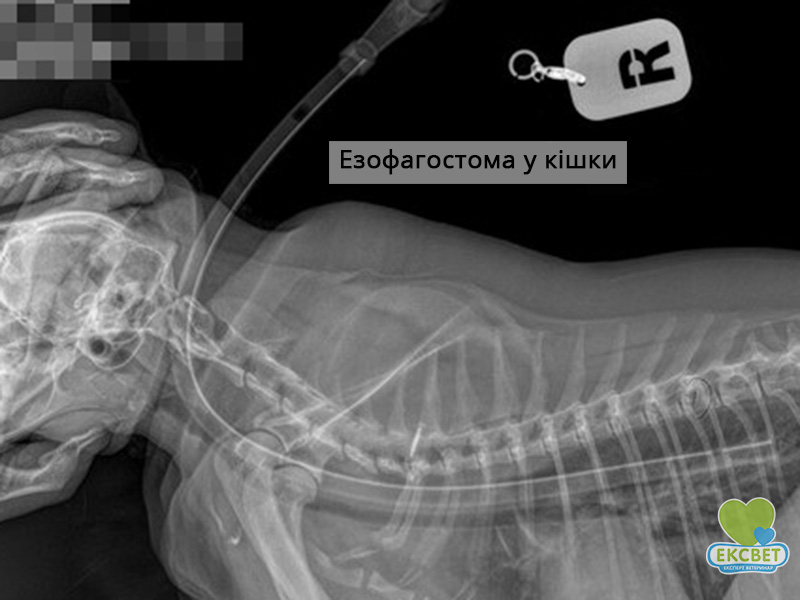 Ретген кішки, на якому видно встановлену езофагостому - для забезпечення ентерального годування