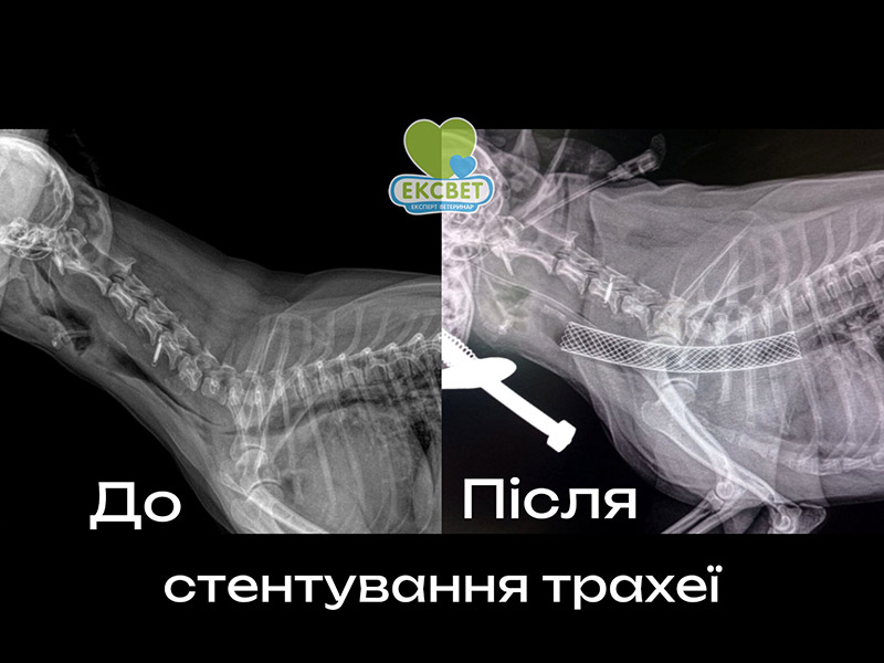 Рентген собаки з колапсом трахеї до та тпісля стентування трахеї нітіноловим стентом