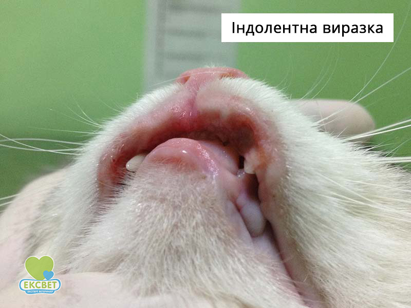 Як виглядає Індолентна виразка у кота