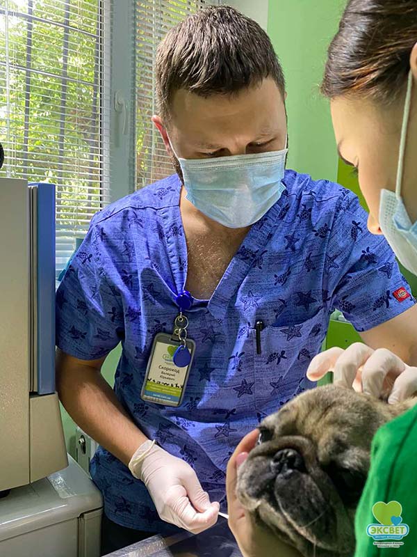 Ветеринарний дерматолог клініки Ексвет Валерій Скороход відповів на часті запитання власників собак та котів