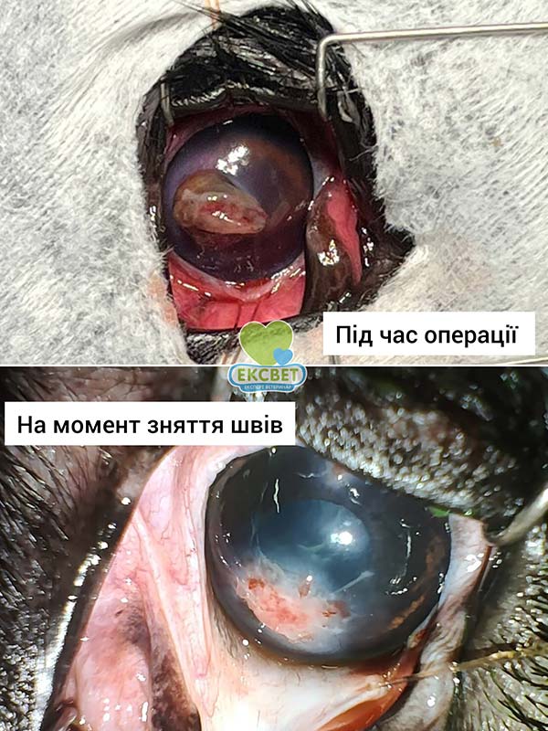 Око собаки з пролапсом райдужки - фото під час операції та на момент зняття швів