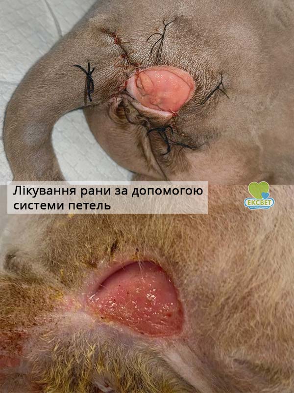 Фото рани у кішки - в процесі лікування та наприкінці. Лікування полягало у стягуванні країв рани за допомогою системи петель