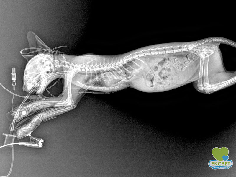 Рентген кошеняти з&nbsp;pectus excavatum одразу після операції