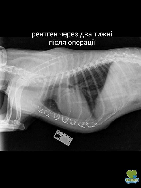 Рентген через 2 тижні після операції з вилучення тимоми у собаки