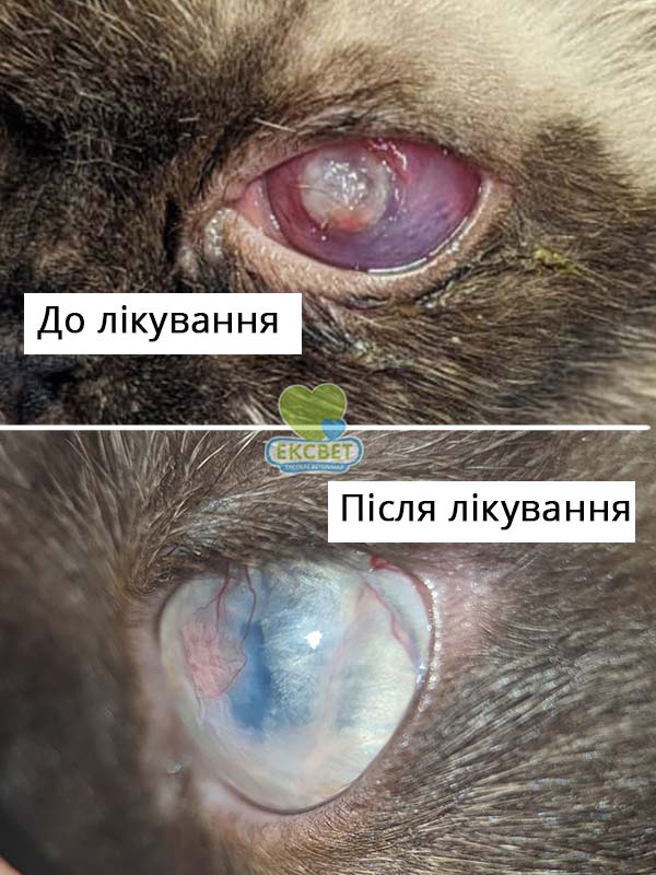 Око кішки до лікування виразки рогівки та після лікування