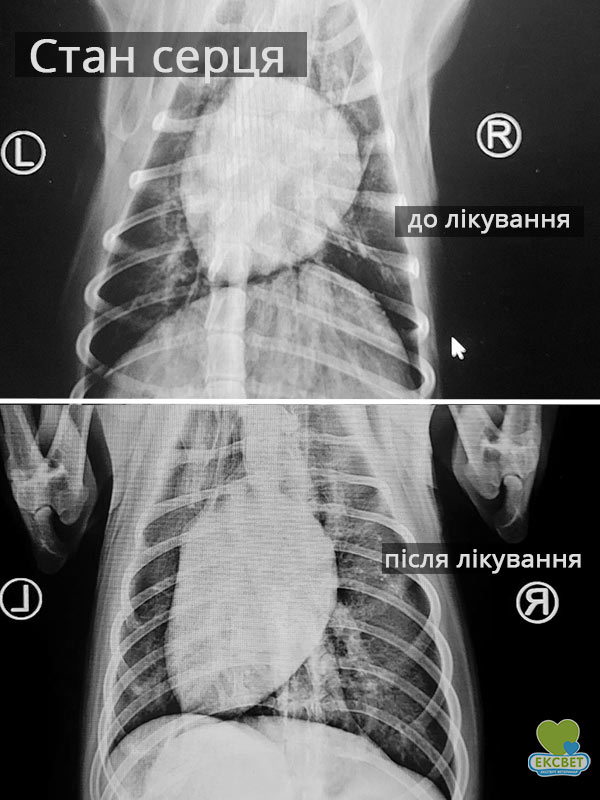 Рентген грудної порожнини собаки до та після лікування дирофіляріозу
