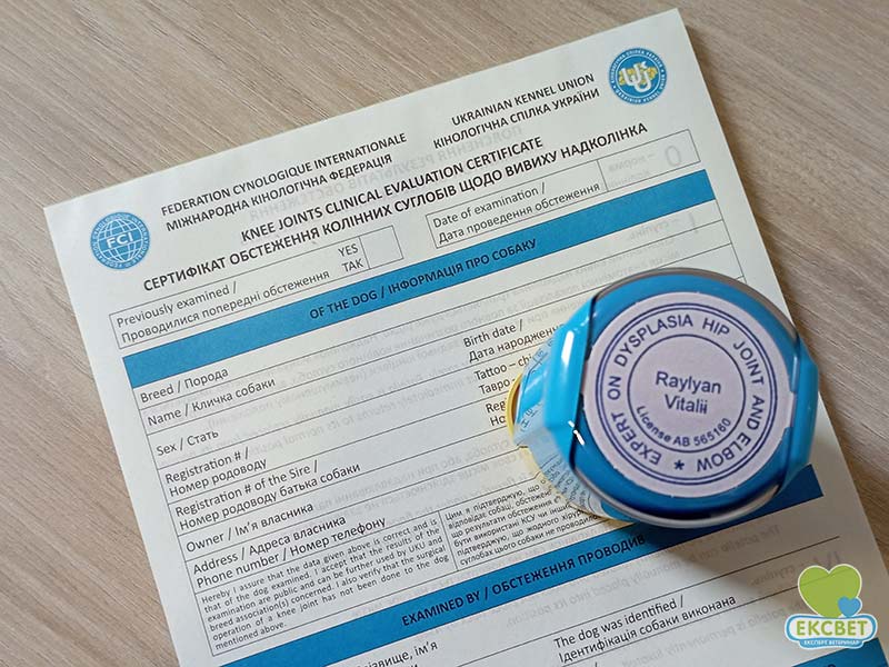 Сертифікат обстеження колінних суглобів щоди вивиху надколінка (патела) - обстеження проводить сертифікований експерт Віталій Райлян