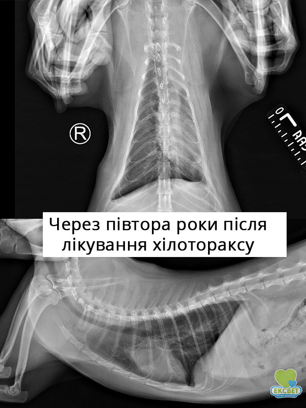 Рентген кота після лікування хілотораксу