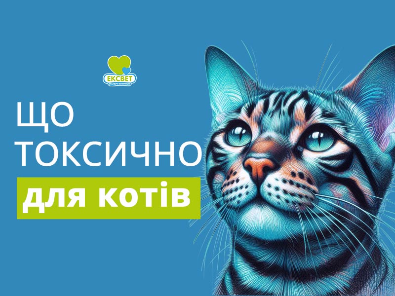 Що токсично для котів, чим кіт може отруїтися у побутіебезпечні