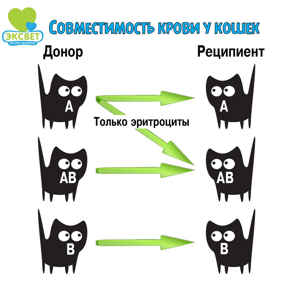 Сумісність груп крові котів