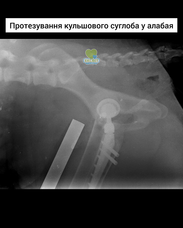 Протезування кульшового суглоба собаки - рентген
