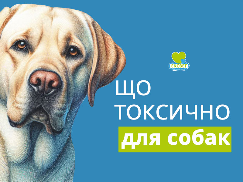 Що токсично для собак, чим собака може отруїтися у побуті