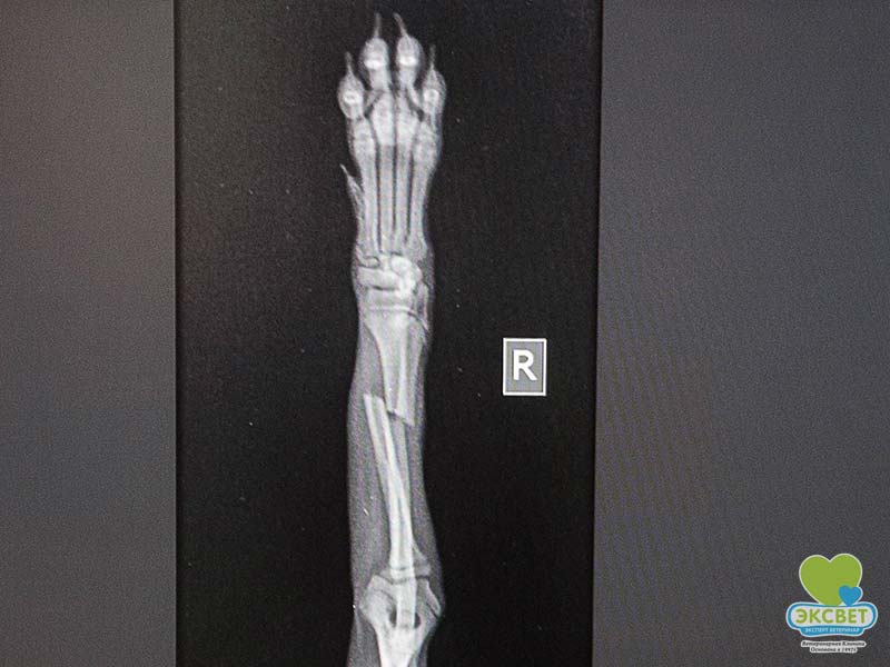 Перелом передпліччя передньої правої кінцівки собаки - рентген, пряма проєкція