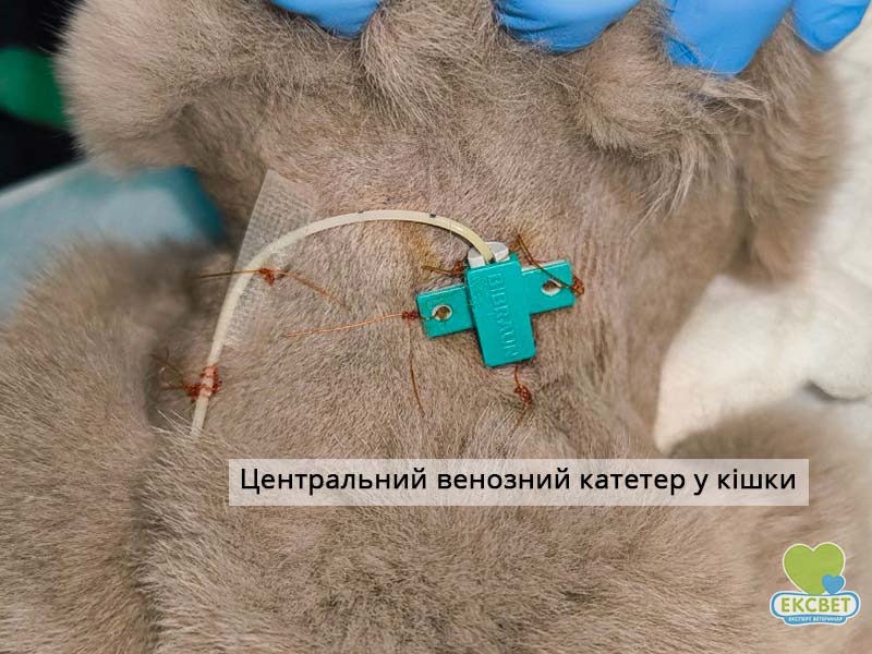 Центральний венозний катетер, встановлений у яремну вену кішки - для забезпечення парентерального годування та введення симптоматичної терапії